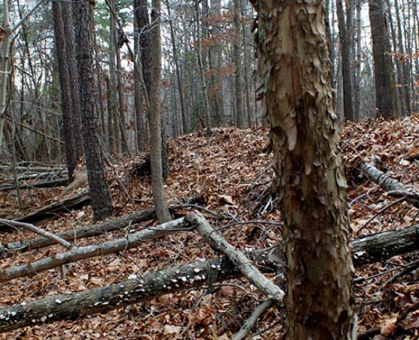 The woods at Petersburg Battlefield